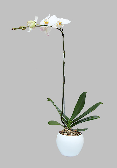 Phalaenopsis Plant White